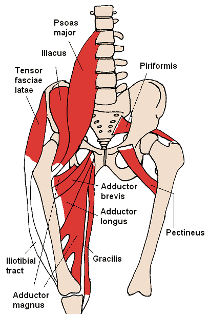 The hip flexors are a group of muscles near the hips.